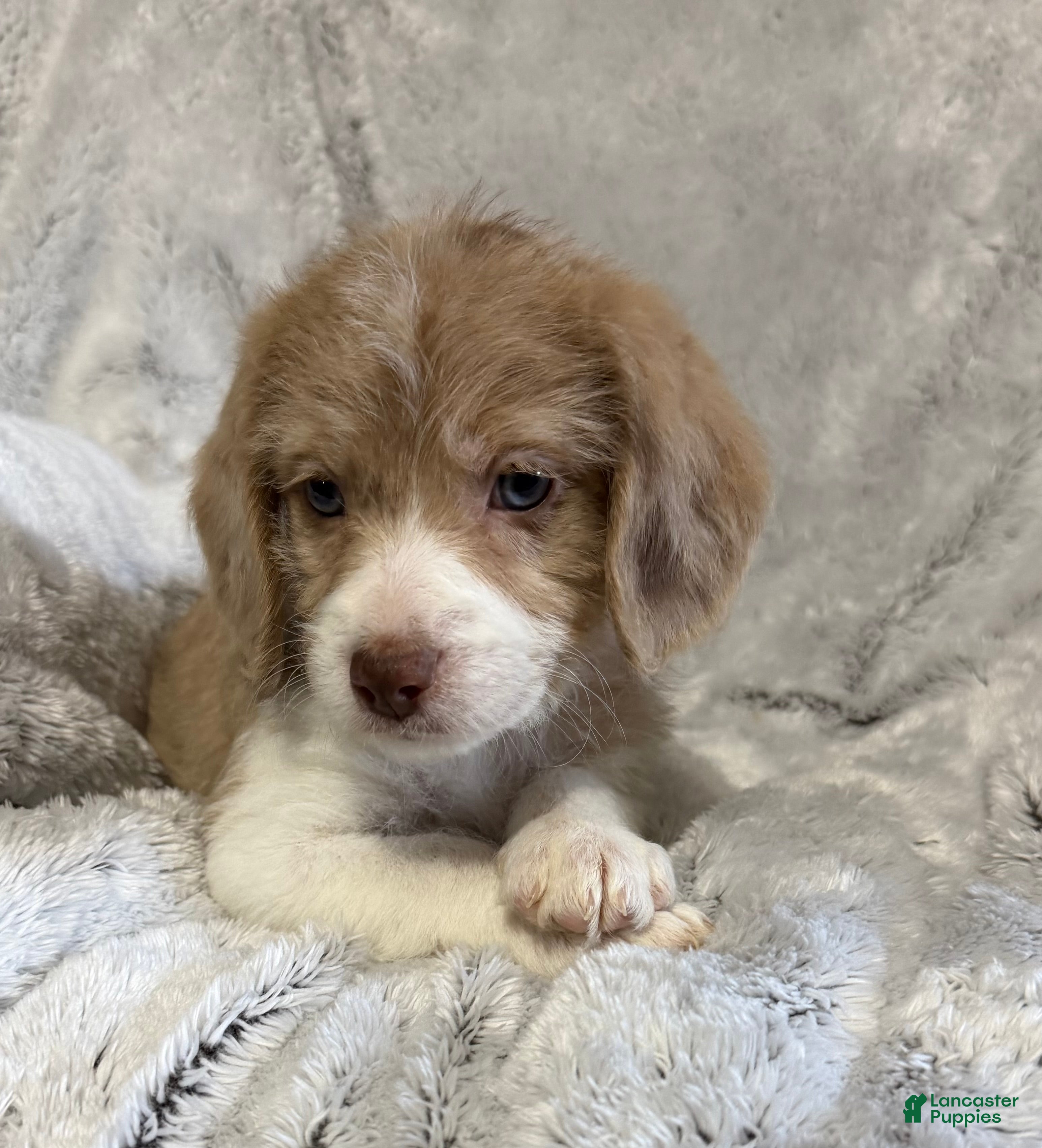 Mixed Breed dogs Casey - Ad 1