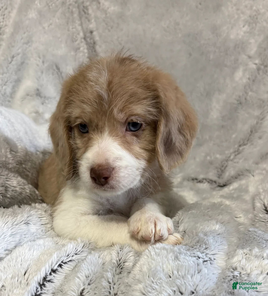 Mixed Breed dogs for sale: Casey - Ad 1