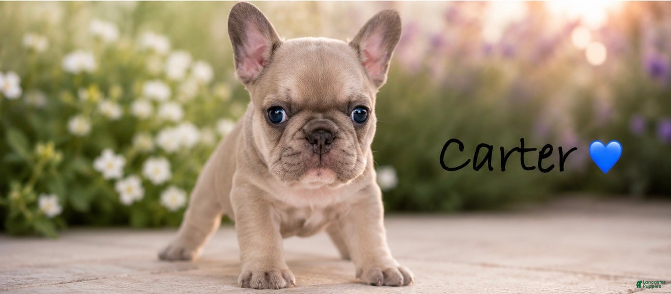 French Bulldog dogs for sale: French Bulldog Puppy 3 - Ad 2