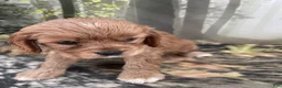 Cockalier dogs for sale: Cockalier 3 - Ad 4