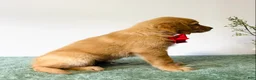 Golden Retriever dogs for sale: Cooper - Ad 3