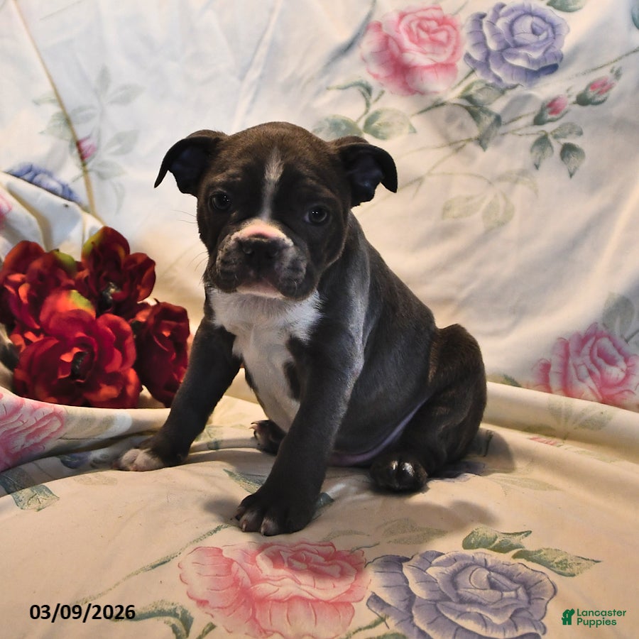 Frenchton dogs Gunner - Ad 2