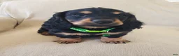 Miniature Dachshund dogs for sale: BILLIE - Ad 7