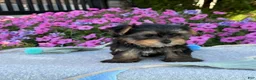 Yorkshire Terrier dogs for sale: Ivy - Ad 15