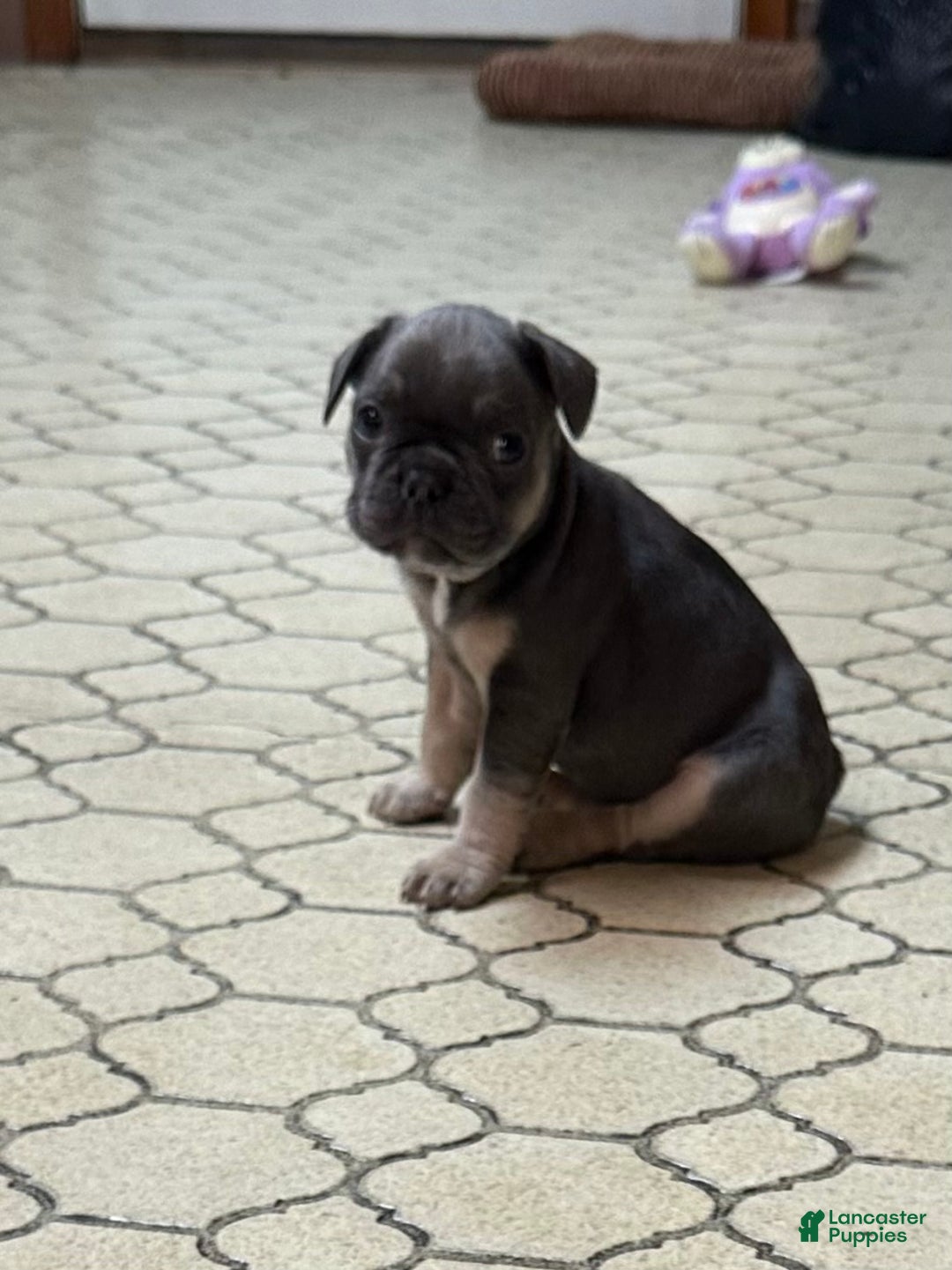 French Bulldog dogs for sale: Boss - Ad 2
