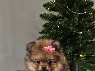 Pomeranian dogs Kelsi - Ad 7