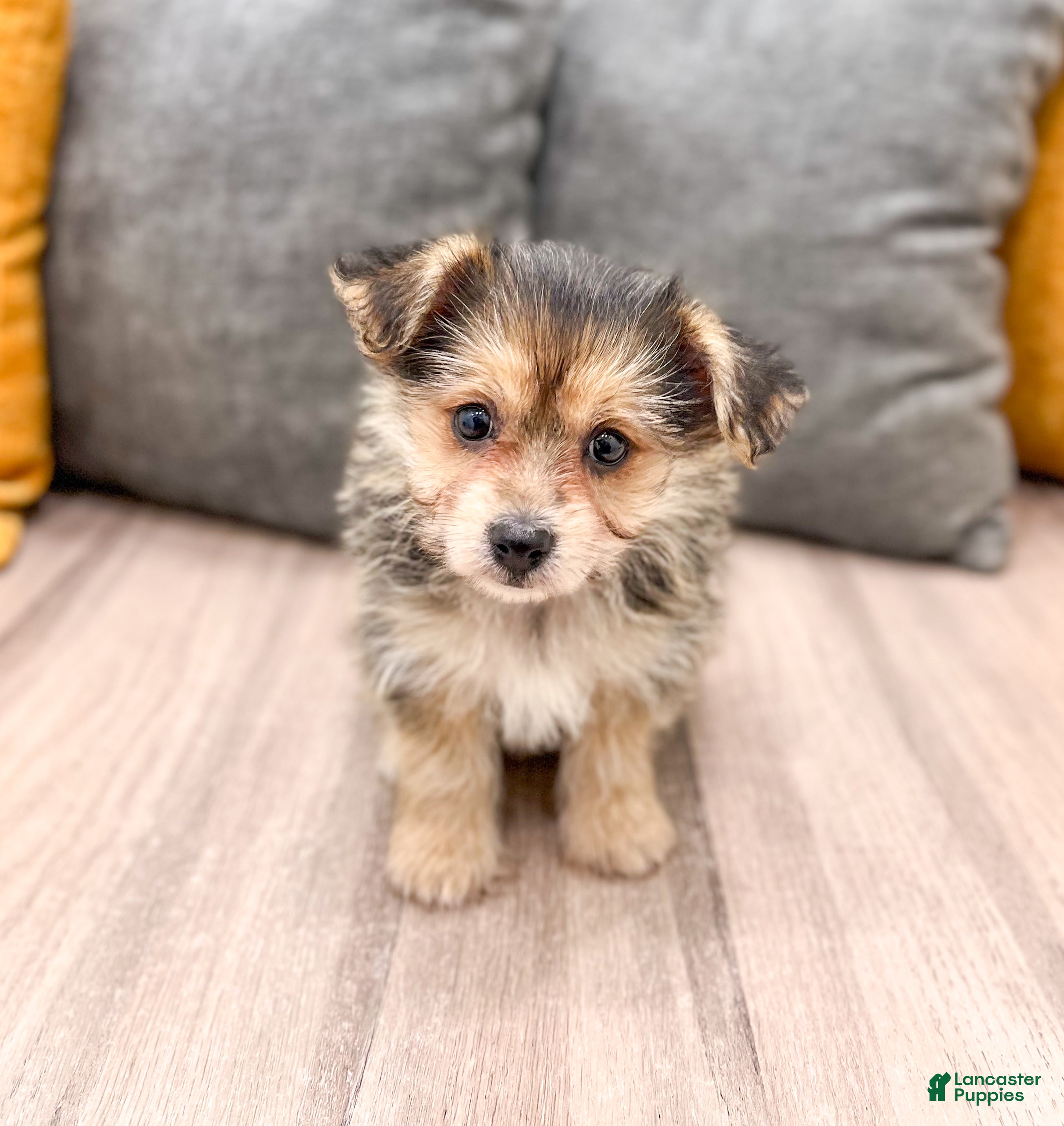 Yochon Puppies for sale Lancaster Puppies