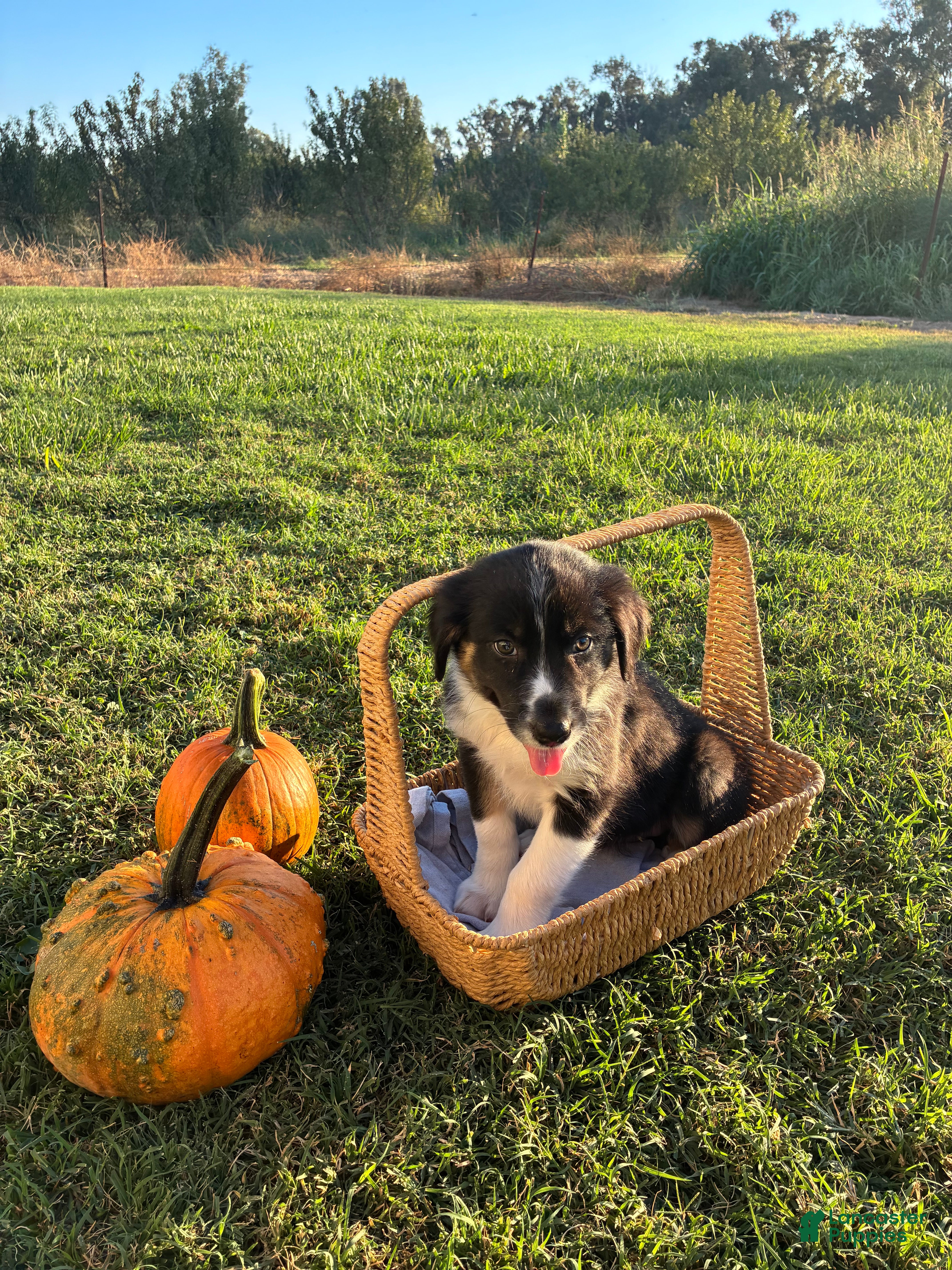 Australian Shepherd dogs for sale: Australian Shepherd 5 - Ad 41