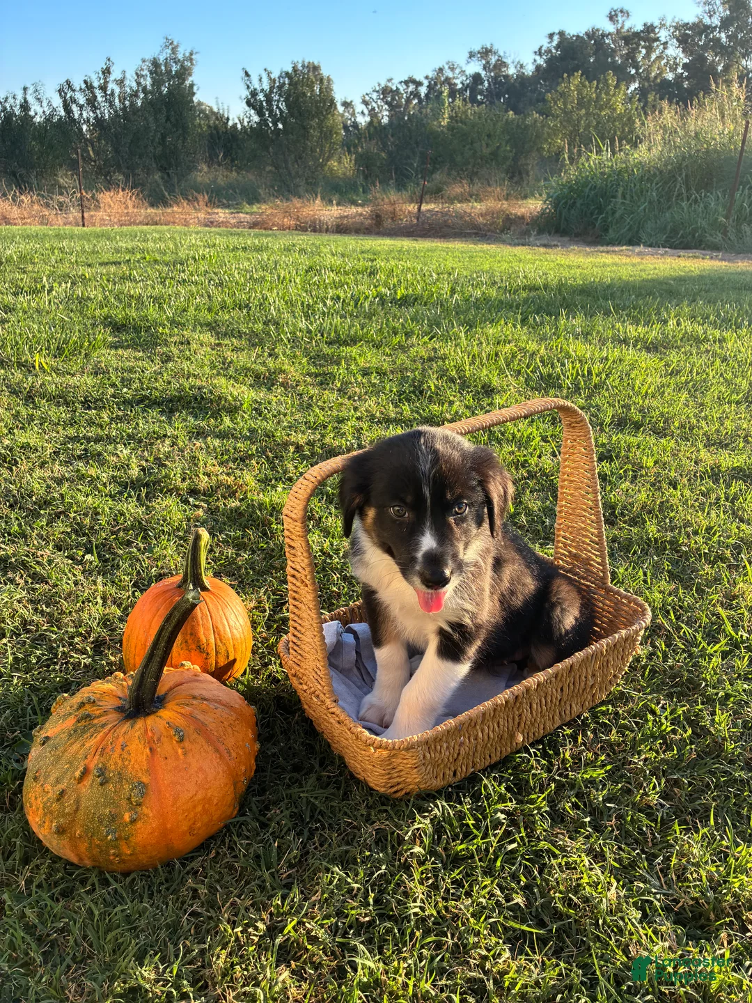 Australian Shepherd dogs for sale: Australian Shepherd 5 - Ad 1
