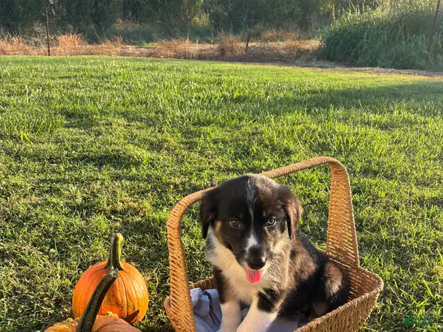Australian Shepherd dogs for sale: Australian Shepherd 5 - Ad 41