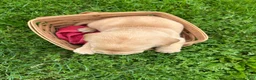 Labrador Retriever dogs for sale: Abe Lincoln - Orange - Ad 3