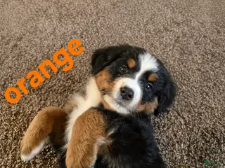 Bernese Mountain Dog dogs Orange - Ad 5