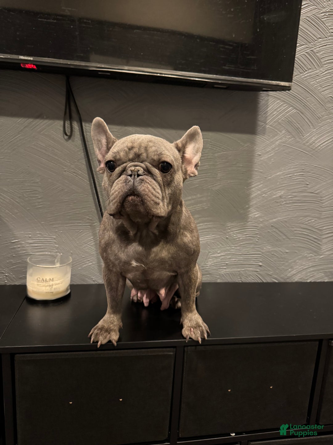 French Bulldog dogs for sale: French Bulldog Puppy 1 - Ad 7