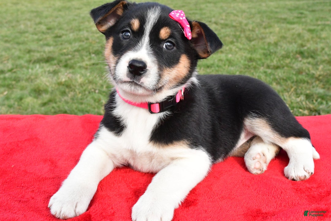 Mixed Breed dogs for sale: Molly - Ad 6