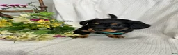 Miniature Dachshund dogs for sale: Abby - Ad 4