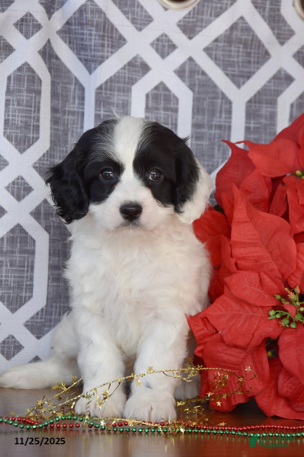 Cockapoo dogs Leah - Ad 36