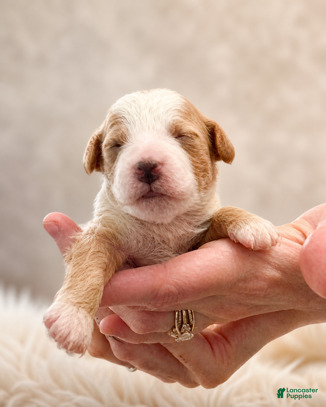 Mini Goldendoodle dogs BEAN🐾 🐶 - Ad 3