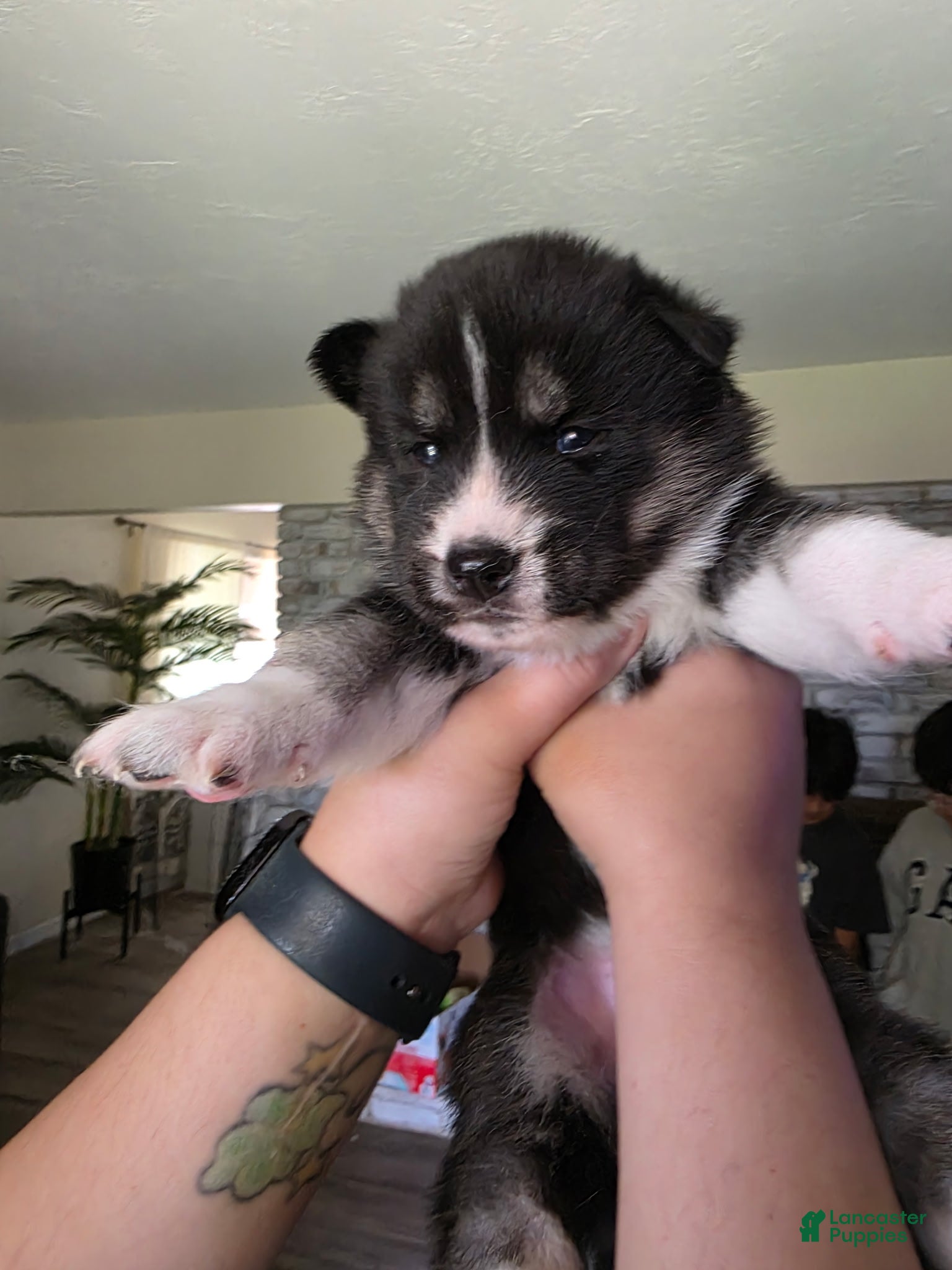 Siberian Husky dogs Siberian Husky Puppy 5 - Ad 38