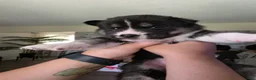 Siberian Husky dogs for sale: Siberian Husky Puppy 5 - Ad 1