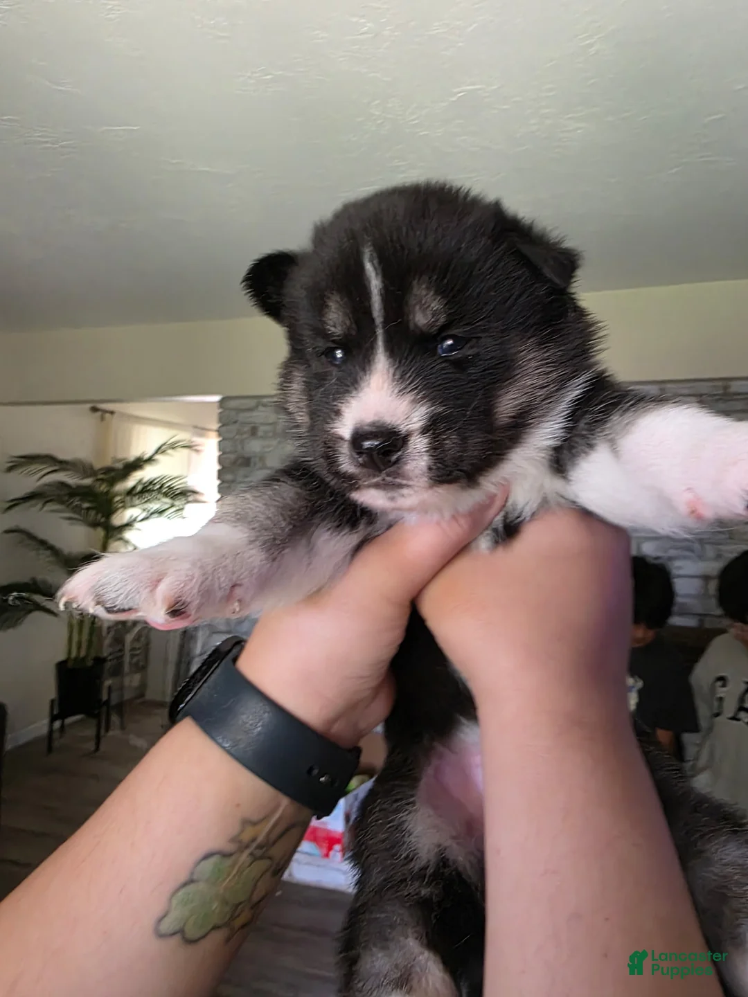 Siberian Husky dogs for sale: Siberian Husky Puppy 5 - Ad 1