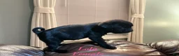 Pug dogs for sale: Lola - Ad 3