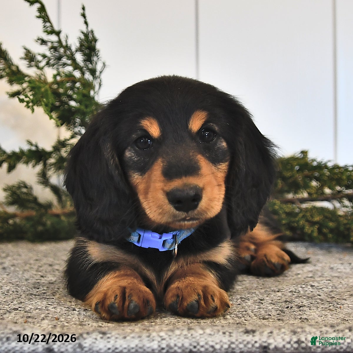 Miniature Dachshund dogs for sale: Frankie  - Ad 1