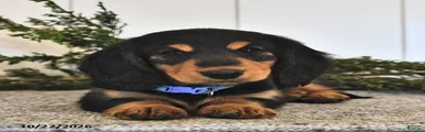 Frankie 