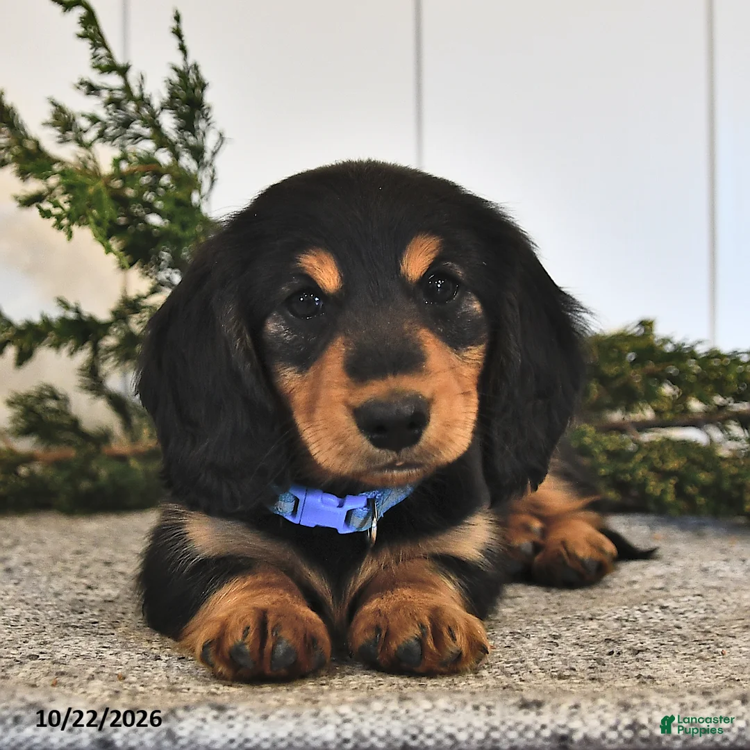 Miniature Dachshund dogs for sale: Frankie  - Ad 1