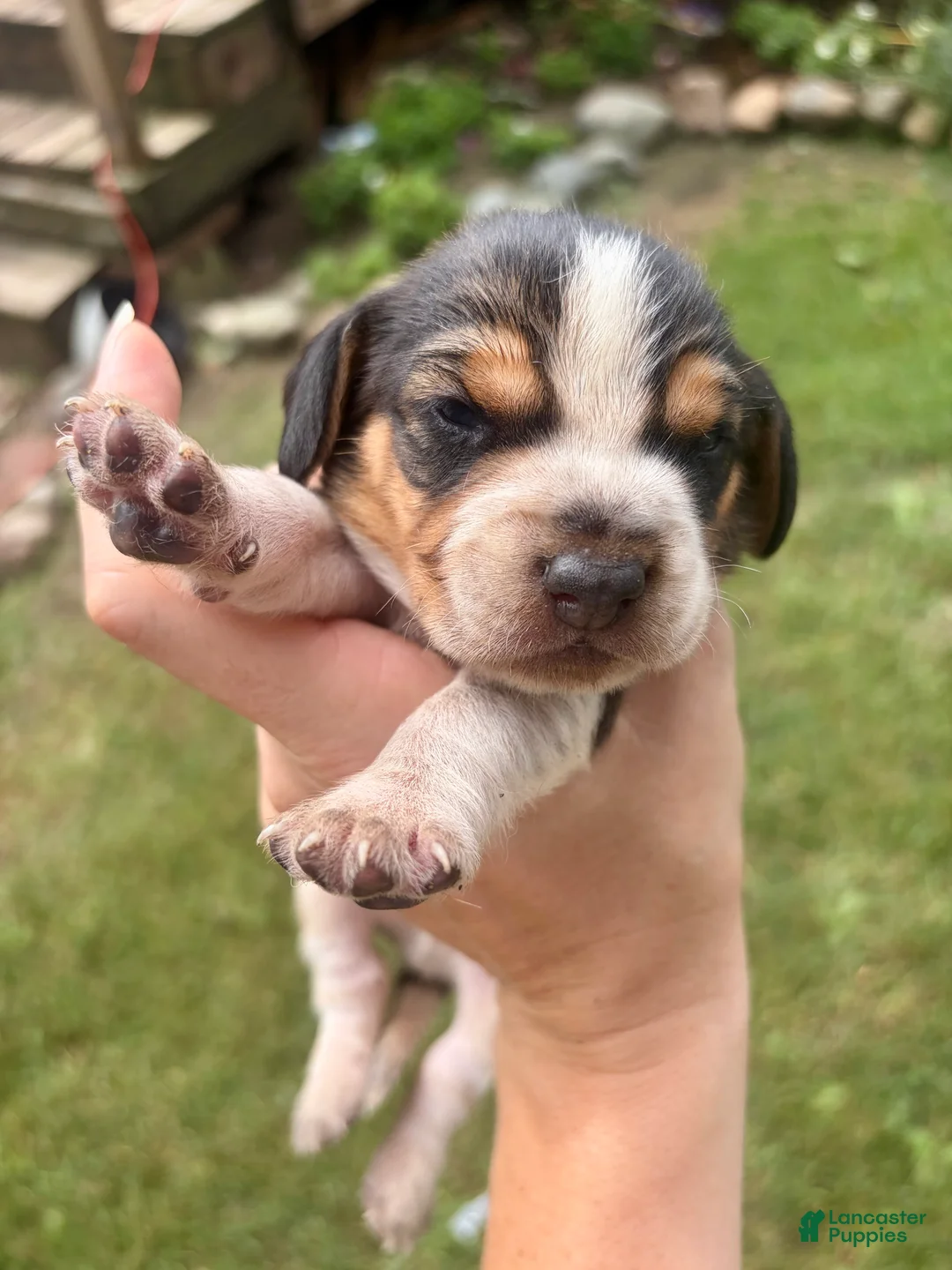 Beagle dogs for sale: Mr Red - Ad 1