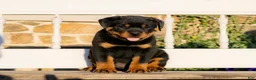 Rottweiler dogs for sale: Sirius - Ad 4