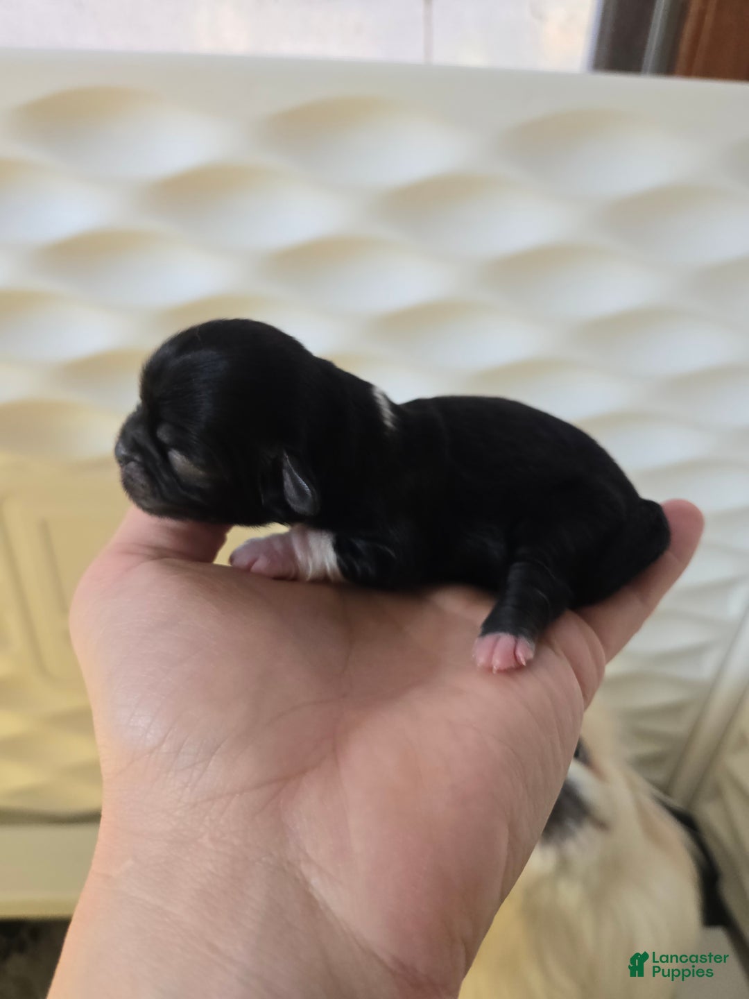 Pekingese dogs for sale: Morticia - Ad 18