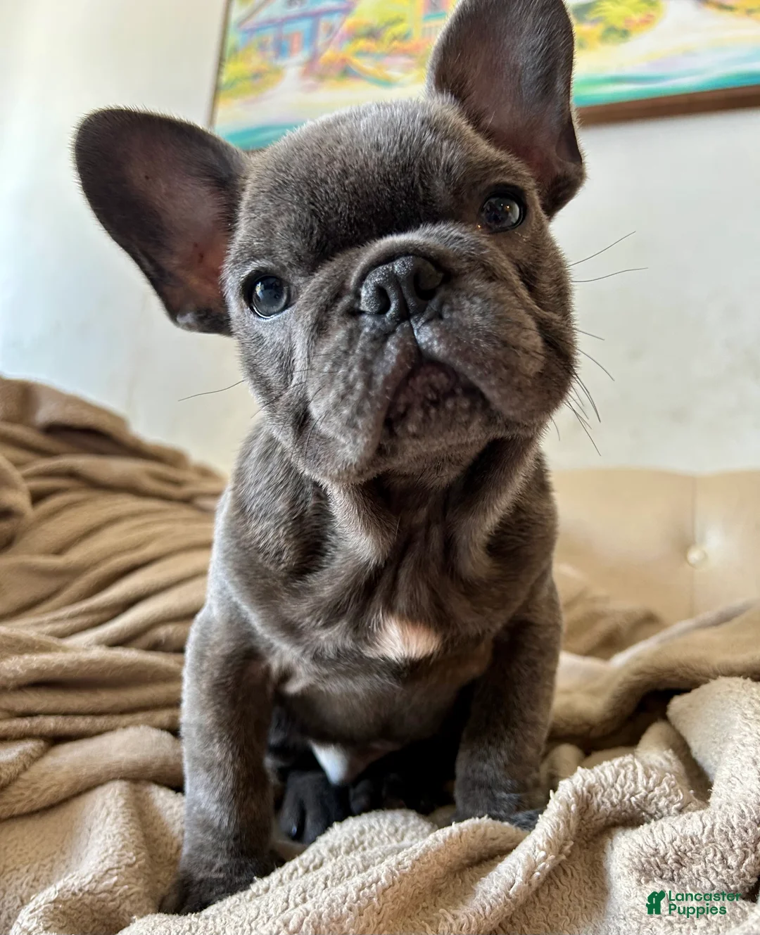 French Bulldog dogs for sale: King - Ad 1