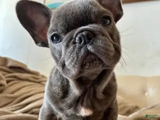 French Bulldog dogs King - Ad 24