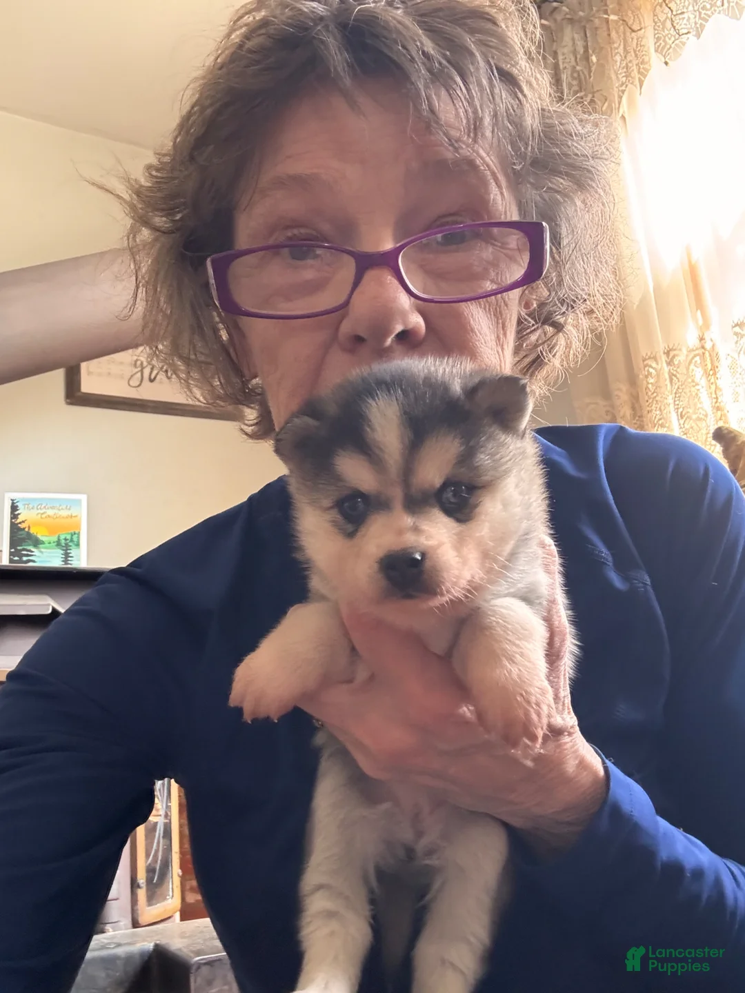 Alaskan Klee Kai dogs for sale: Kimmy - Ad 2
