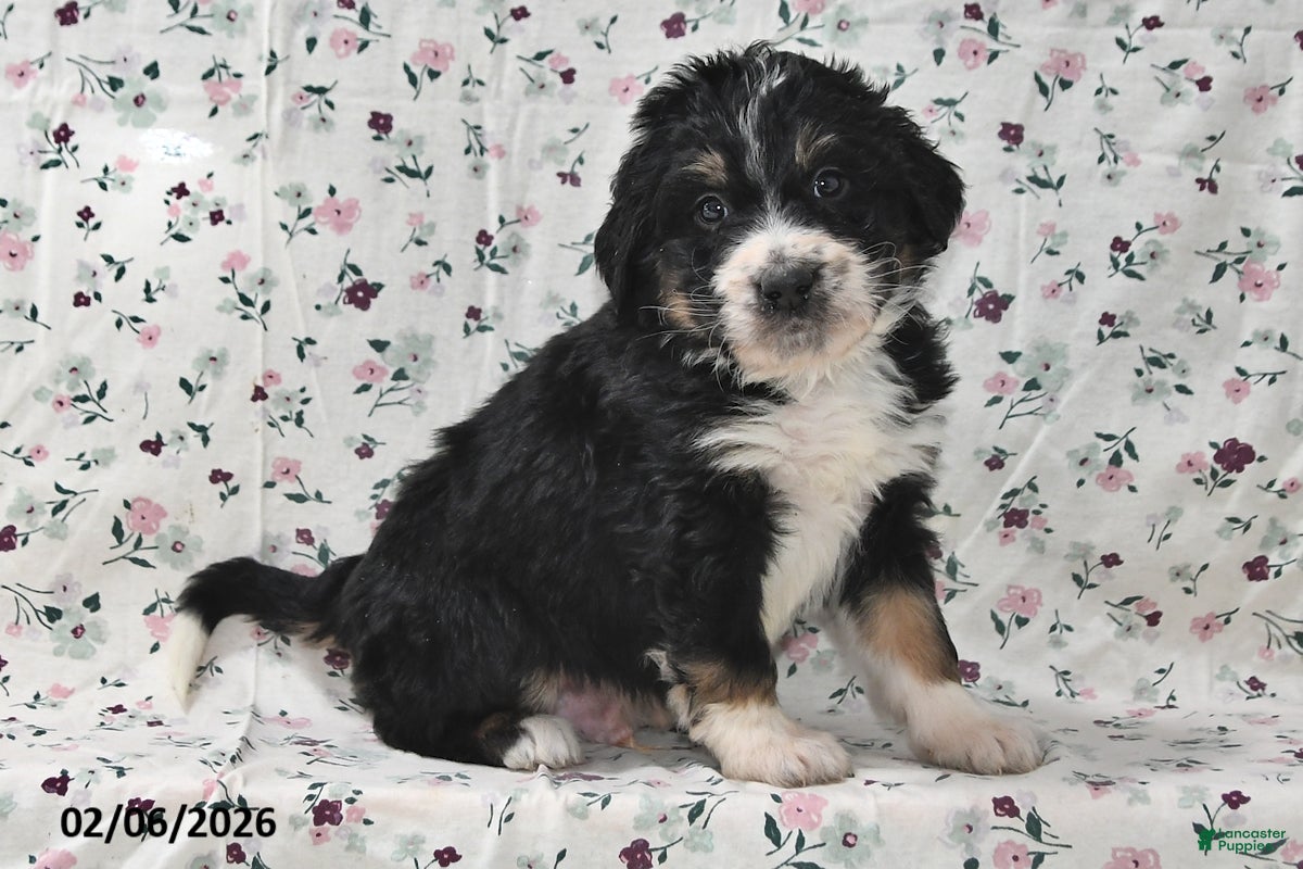 Bernedoodle dogs Boomer - Ad 2