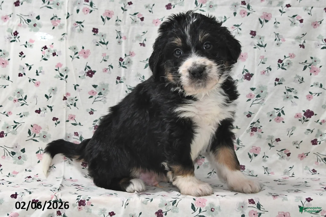 Bernedoodle dogs for sale: Boomer - Ad 2
