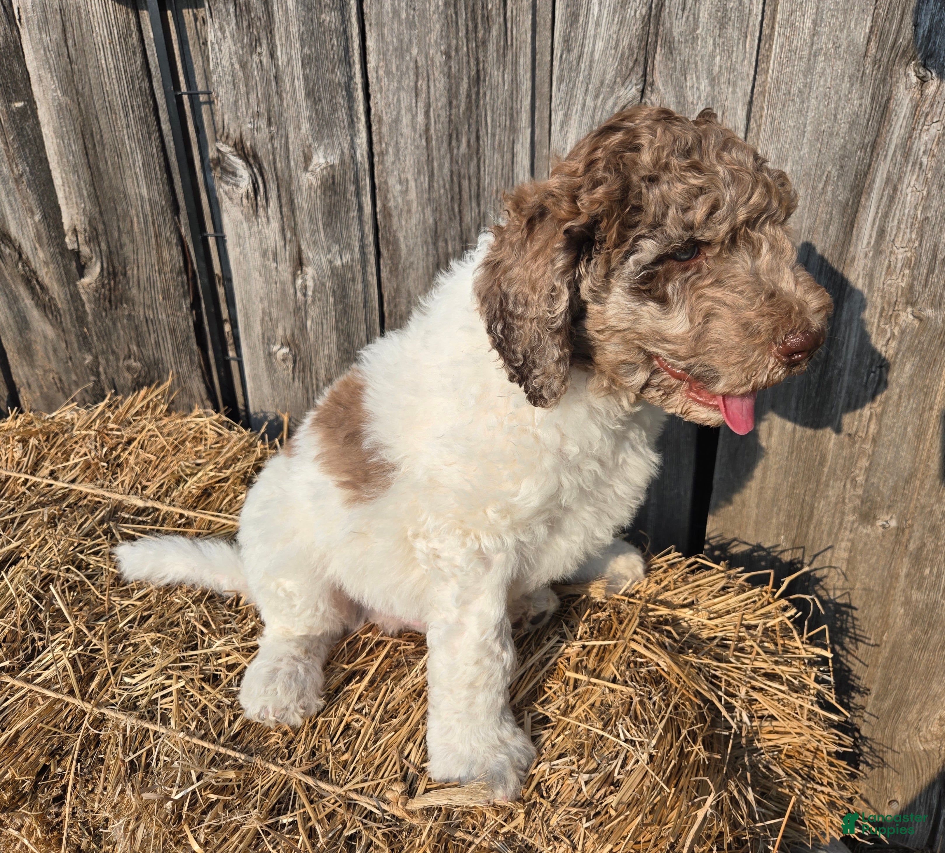 Newfypoo dogs Fanta - Ad 11