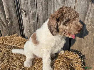 Newfypoo dogs Fanta - Ad 11