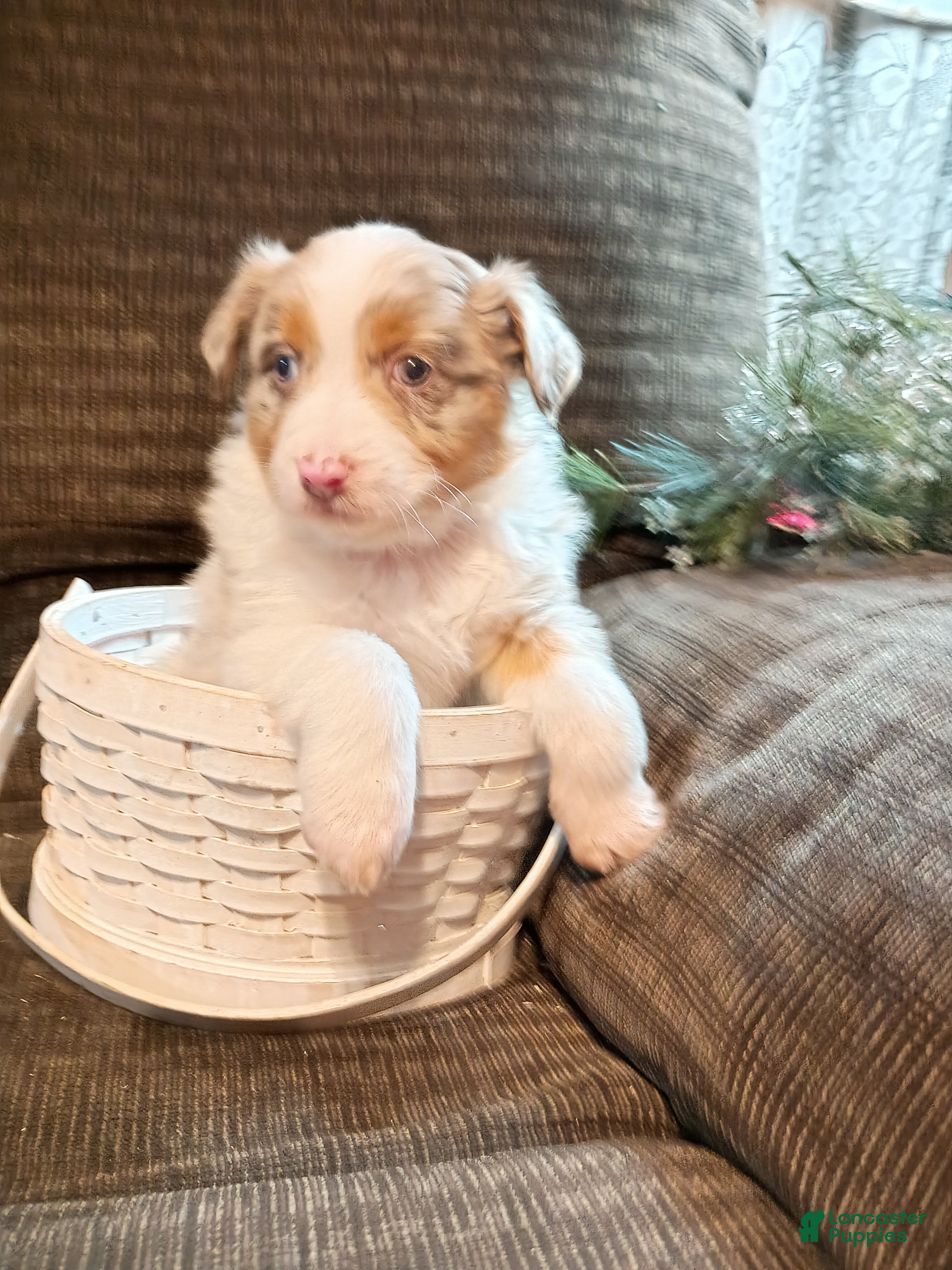 Australian Shepherd dogs Daisy - Ad 14