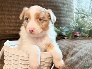 Australian Shepherd dogs Daisy - Ad 14