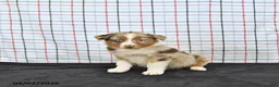 Australian Shepherd dogs for sale: Pearl - Ad 4