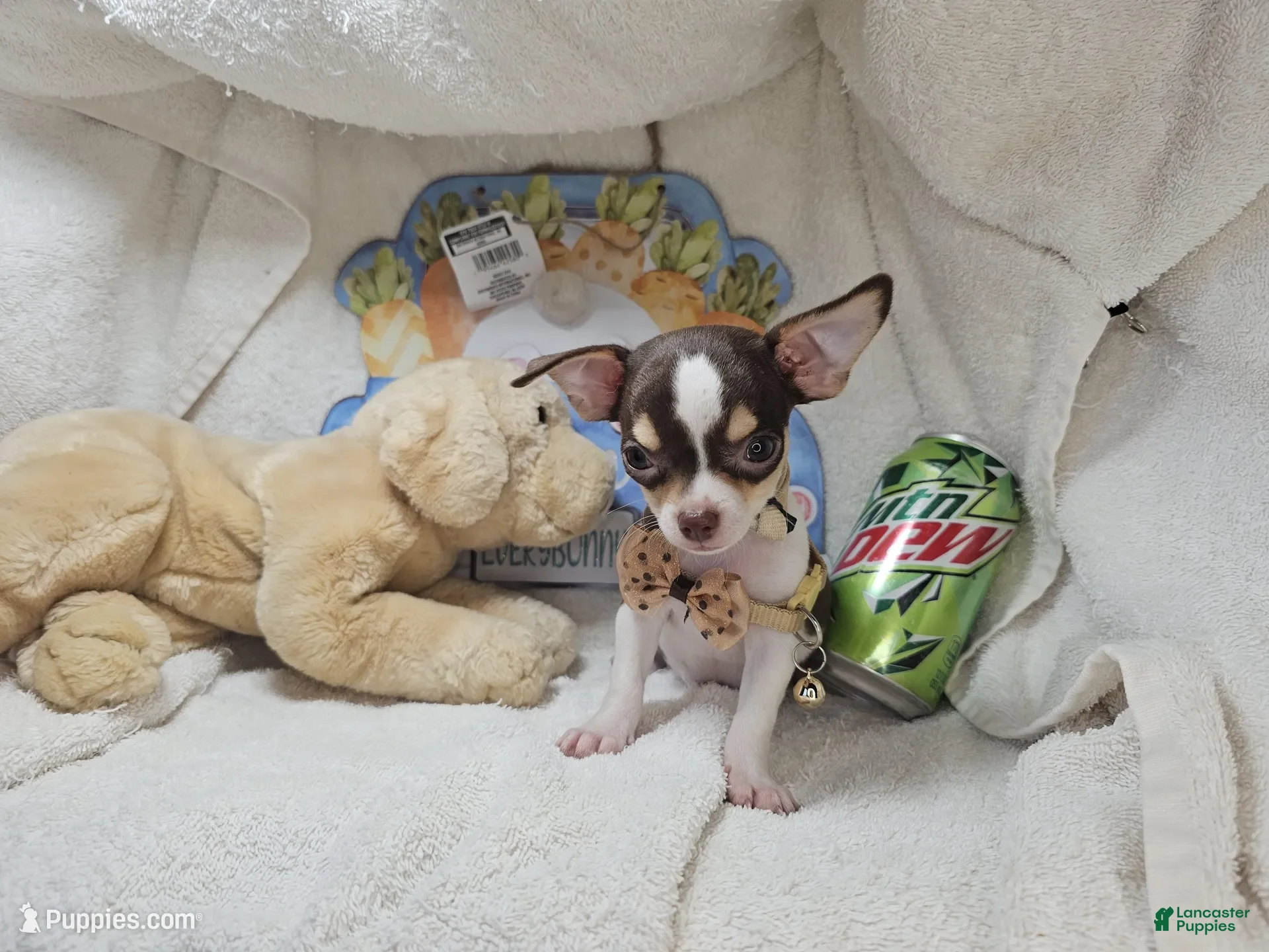 Chihuahua dogs King Tut [Bob-Tail] [T Cup] - Ad 4