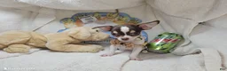 Chihuahua dogs for sale: King Tut [Bob-Tail] [T Cup] - Ad 5