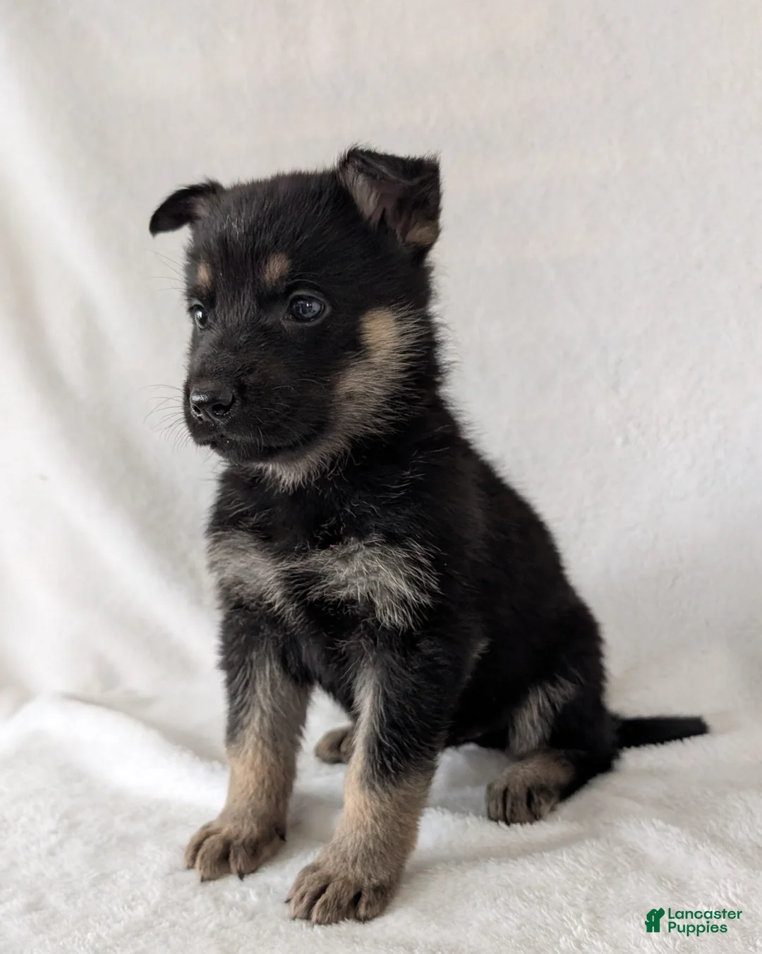 German Shepherd dogs for sale: Sara - Ad 4