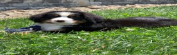 Bernese Mountain Dog dogs for sale: Teddy - Ad 15