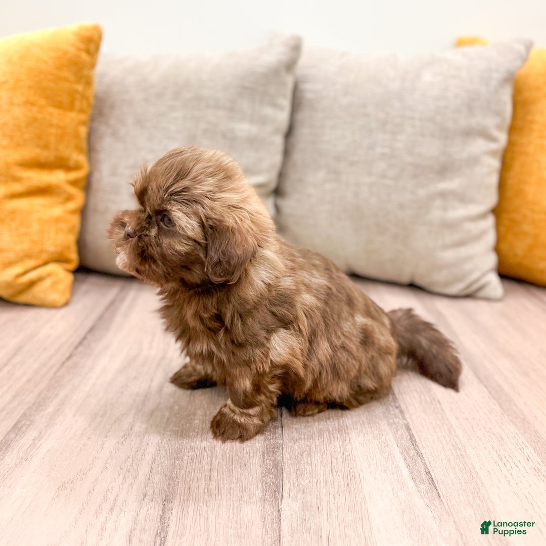 Shih Tzu dogs for sale: Skye - Ad 7