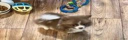 Pomeranian dogs for sale: Pomeranian 1 - Ad 5