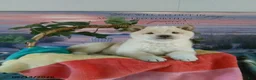 Shiba Inu dogs for sale: Frisky - Ad 4