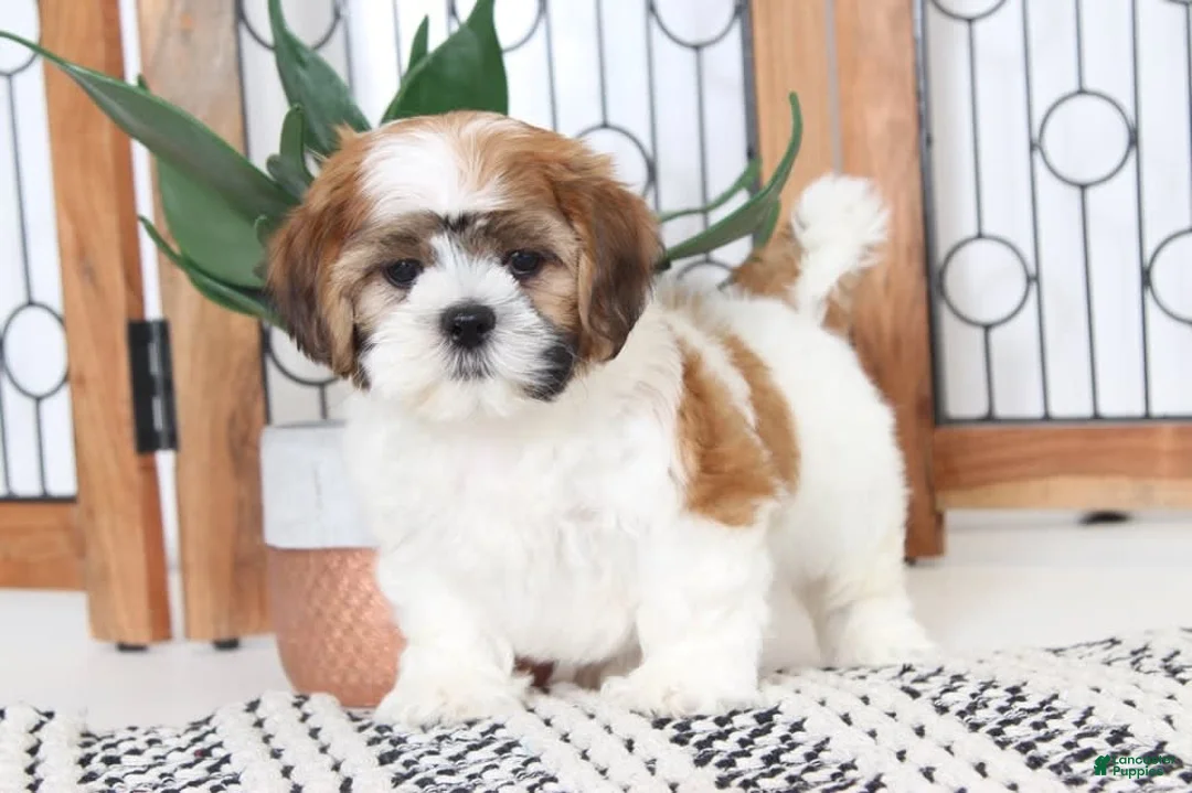 Gallery Image {{count}}