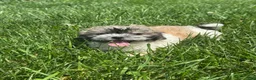 Teddy Bear dogs for sale: June  - Ad 5